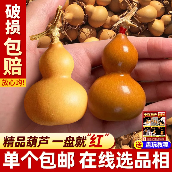 天然小葫芦手捻文玩精挑绕指柔小葫芦手把件野生龙头周正迷你摆件