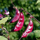 Непобедимые саженцы для семян с красной бровей с высоким содержанием бобов -хорн -кусок пурпурные семена Лентина Фермеры Южные южные семена весна. Четыре сезона овощных видов 孑 孑