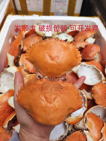 蟹宝壳青蟹壳螃蟹壳可做蟹宝蟹宝饭，配青蟹排，画画药用方海中药