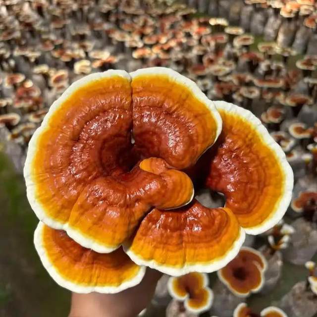 Oyster mushroom bag Ganoderma lucidum mushroom bag sprouts bean sprouts various mushroom bags
