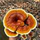 Oyster mushroom bag Ganoderma lucidum mushroom bag sprouts bean sprouts various mushroom bags