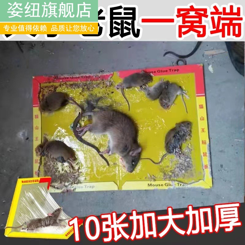 큰 쥐를 잡기 위한 강력한 끈적끈적한 마우스 보드 쥐를 죽이기 위한 끈적끈적한 접착제 케이지 쥐덫 강한 가정용 한쪽 둥지 끝