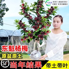 大东魁杨梅树树苗带土南方嫁接仙居水晶果树果苗早熟黑炭当年结果