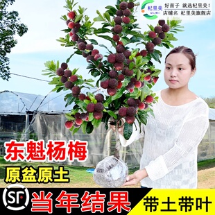 ��|����÷����玧���Ϸ��޽��ɾ�ˮ��������������̿����Y��