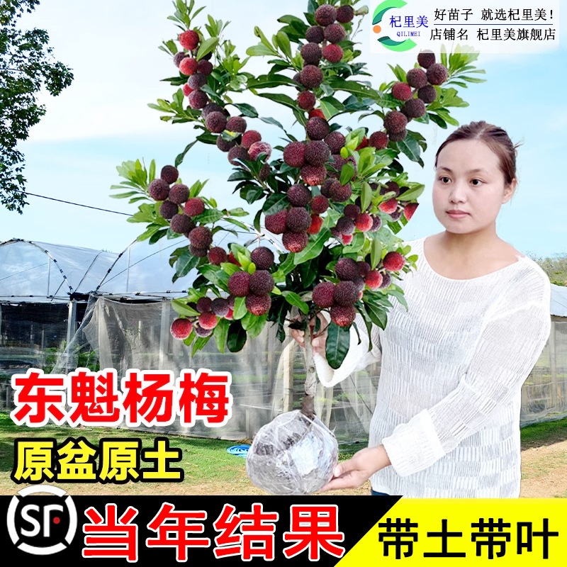 大东魁杨梅树树苗带土南方嫁接仙居水晶果树果苗早熟黑炭当年结果