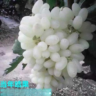 ���l�R�����ӟo���������Ѱ�ţ������С���ϱ�����N�ļ�����Y��