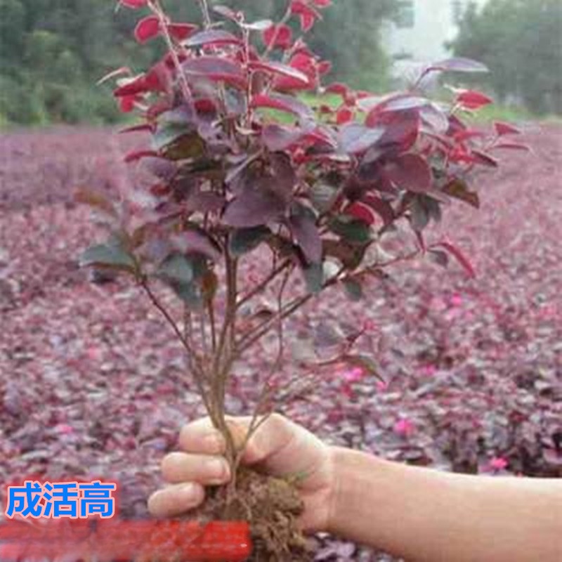 批发红花继木苗红花檵木小苗树苗黑珍珠球红桎木篱笆南北方种盆栽