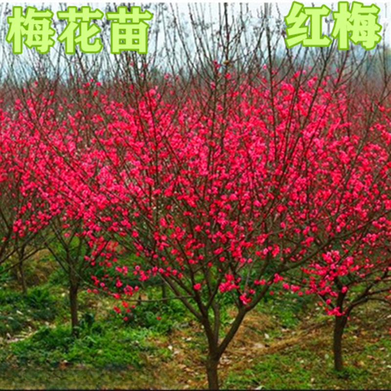 梅花树苗红梅腊梅绿梅树桩盆景美人梅榆叶梅小苗盆栽南北方种植
