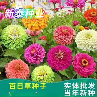 �＾����N�Ӱ��ղ��ļ��N��ɫ�׻���_�����໨�NͥԺ�ͺ�����