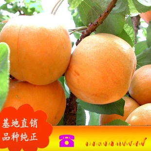 ����ֱ�NƷ�N�Rȫ�Ә��� ���������� �����o�Ә� ��֦���_�Ә���