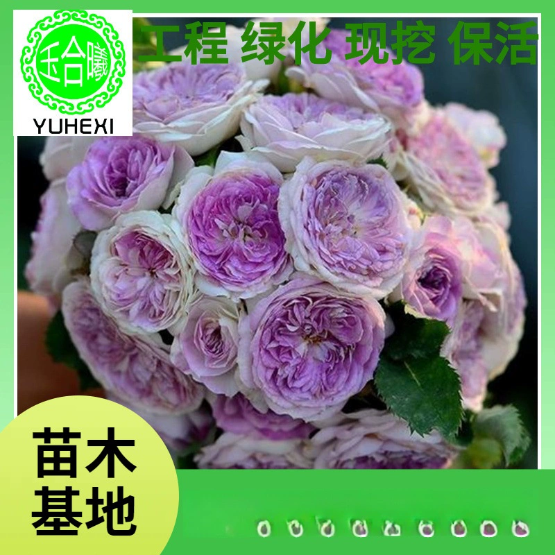 Большоцветковый ароматный плод страсти, синий лунный камень, роза, рассада розы, цветок в горшке, уличный балкон, многовременный цветущий цветок