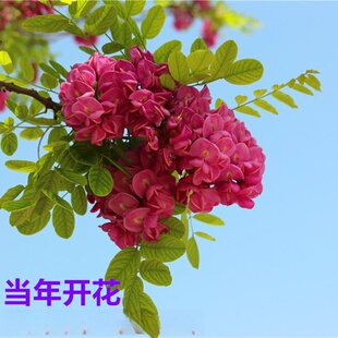 �㻨�����縻�F�仱С��t������ͥԺ�ϱ����Nֲ�����_���󻱘���