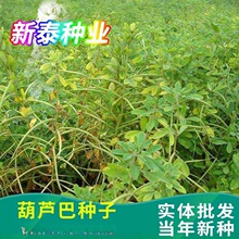 批发优质中药材葫芦巴种子香草香豆芸香胡芦巴当年新种质优价低