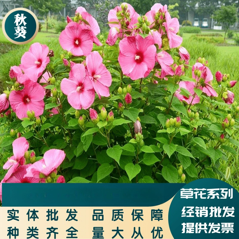 Травянистый цветок большой цветок осень семечко подсолнечника Мальва Марло Подсолнечник морской цветок озеленение балкон Большой выгодно