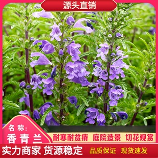 �����m���ܷN�ӷ���ֲ�ﾰ�^������ݷN��Ħ����֦�ӻ�ɽ���ɷN��