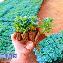 ���l�ļ��_��ʳ���^�p�ջ��纼�׾�̥��ؕ�ս����z�ʾ��ݲ�����