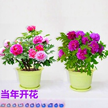 �pɫĵ���������� ĵ��С�� ��ɫĵ�������ϱ����NֲͥԺ�ļ��_��