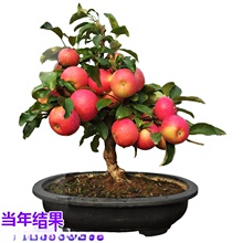 ���l���ذ��������O�������ϱ����ļ��Nֲ����Y���t��ʿС��t��