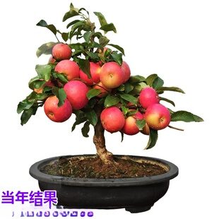 ���l���ذ��������O�������ϱ����ļ��Nֲ����Y���t��ʿС��t��