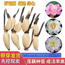 �����^�p�ɻ��Nź�� ɏź�N�� ���Ժɻ��N���� �ɻ�ɏź��ɏ����