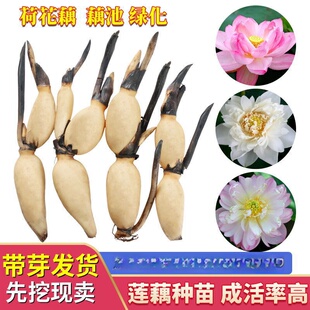 �����^�p�ɻ��Nź�� ɏź�N�� ���Ժɻ��N���� �ɻ�ɏź��ɏ����