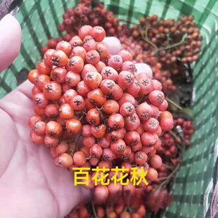 ��鱹��� �|�������ٻ���� ��鱃r�� ������l ��鱈�r