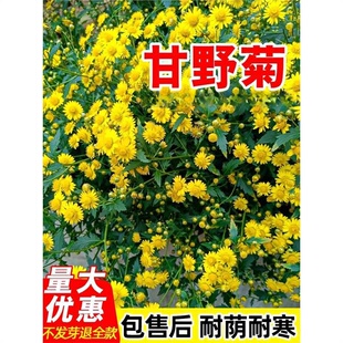 Ұ�ջ��N�Ӹ�Ұ�ջ����ݲ�Ұ��ɽ�ջ��N�ݶ������ļ����N�׻�ֲ��