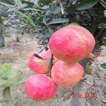 庭院盆栽植物 果树苗木 大果石榴苗 果大花更大 营养丰富