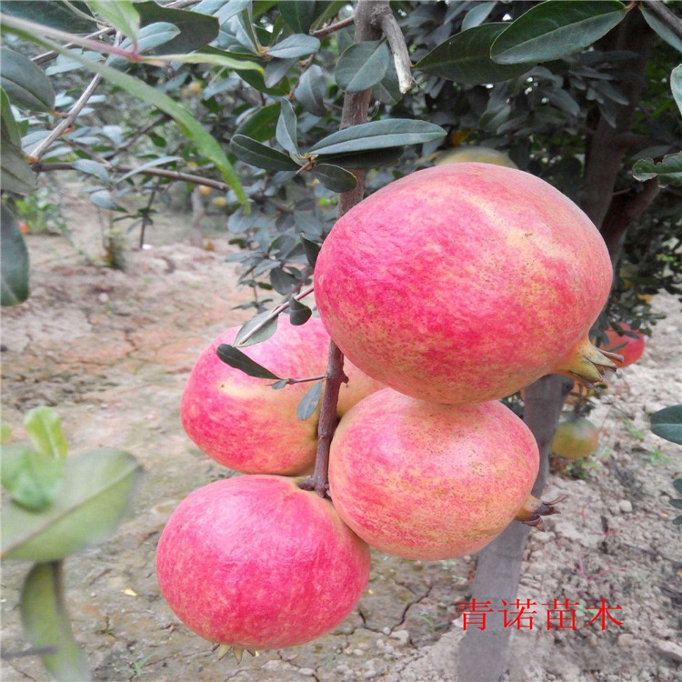 庭院盆栽植物 果树苗木 大果石榴苗 果大花更大 营养丰富