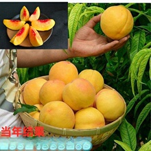���lѪ�Ҽ޽��������\���S�Ҙ��m�ļ�����Y���ϱ����Nֲ����С��