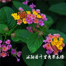 ���l��ɫ÷�N��ɽ���������ʻ����׵���ɫ����׃ɫ�ݴ�t����