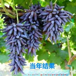 ���l�����{��ʯ ������ �ļ�����Y��С�翹���ϱ����������ј���