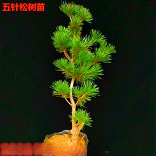 �����ձ���������С��m�u�������辰����ԭ���ϱ����Nֲ�ز�