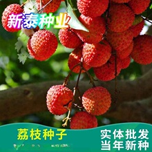 ���N���Sɽ�豱�������֦�N���r��ɿ��ļ��ɲ��I�B�S�����G