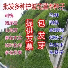 护坡灌木种子紫穗槐刺槐多花木兰胡枝子小冠花葛藤复绿绿化草种籽