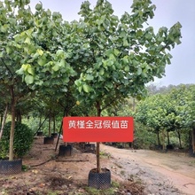 �S�Ș�ȫ�ڼ�ֵ��5-10���־G��������ľ�е����ľ���G