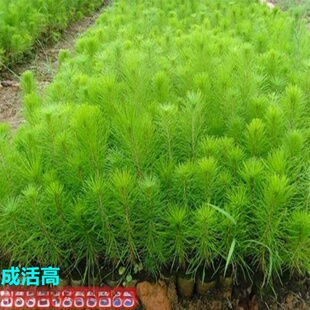 ���l�Rβ�ɘ��籭���Rβ���� �Rβ��С���ϱ����Nֲ���������ͺ�