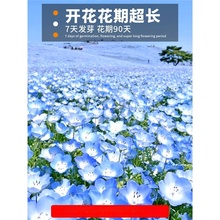 喜林草花种四季种植开花盆栽花苗多年生庭院阳台易活花卉银叶种子