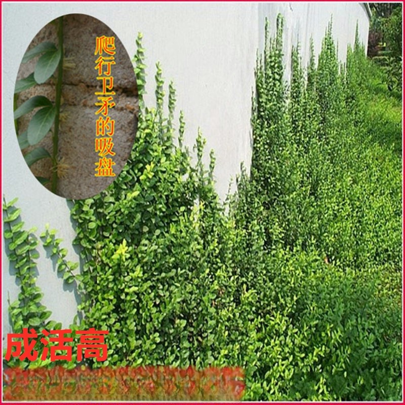 批发庭院常青绿化植物爬藤小叶扶芳藤树苗爬行卫矛小苗四季不掉叶