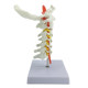 1 1 human cervical vertebrae nerve model spinal skeleton model teaching medical human cervical vertebra specimens