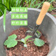 Outdoor digging small shovel flower planting tools for small gardening flower shovel small shovel digging wild vegetables small iron shovel