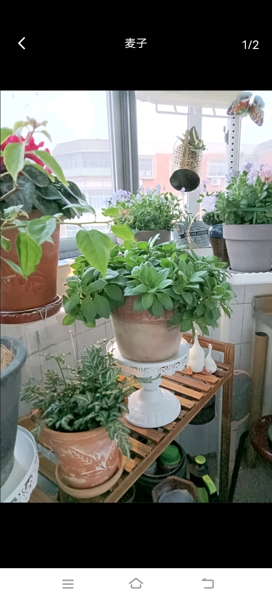 생일 레이아웃 디저트 테이블 장식품 웨딩 디스플레이 선반 유럽 과일 테이블 철 케이크 테이블 아이스크림 스탠드