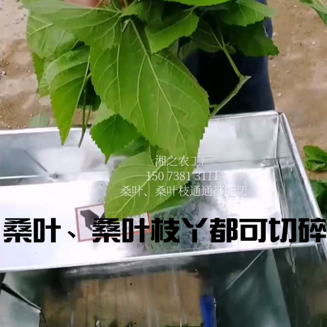 电动桑叶切叶机 切桑机家用 养蚕专用机器械高效 全自动切桑叶机