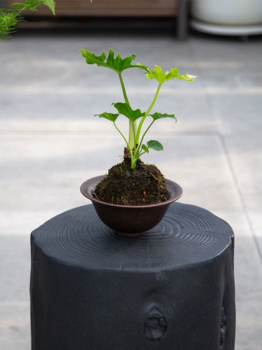 Linghong Magnesium Mud Warte Waren The Woodmen Stump Tree Pier Pier Coffee Tool украшения кровати столовые стойки B & B в стиле Sabi Retro Retro