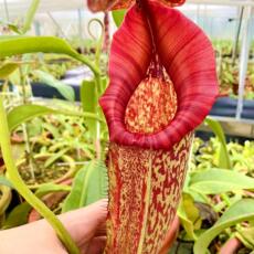 насекомоядное растение 食虫植物大猪猪笼草mixima高地原种巨大笼子好养漂亮