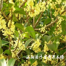 批发桂花种子岩桂木犀九里香金桂八月桂庭院观花园林绿化当年新种