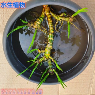 ˮʯ����ˮ��ֲ���ӝ��^�Vͦ�B�~�����쾰ˮ����ˮʯ����ͺ��Gֲ