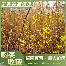 ӭ���������l�WУ������Ԯ���ܹ��̾G����ľ�@���ͺ�ֲ���ӭ��