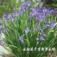 ���l�R�A���Rɏ�R�m���纵��󻌍��݄��������R�����|���r��