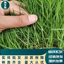 �������N���ļ��L�����޼��o�º���������̲����͟��ͺ���ƺ����